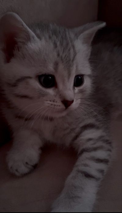 Котёнок маленькая шотланка