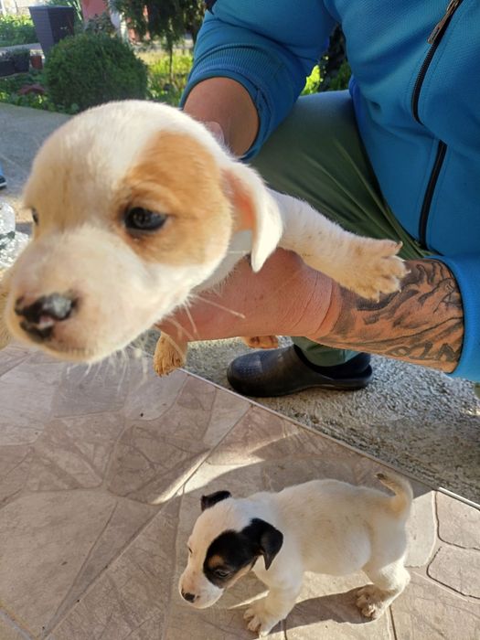 Джак ръсел бебета