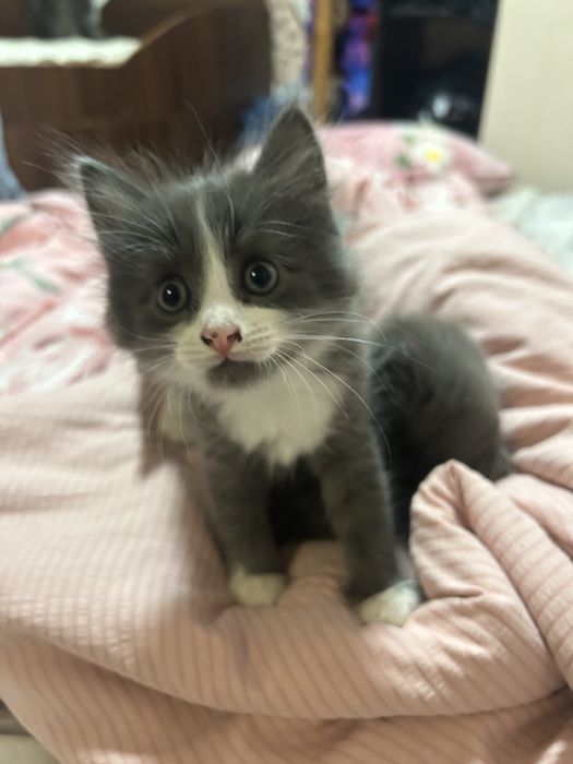 Отдам котят в добрые руки