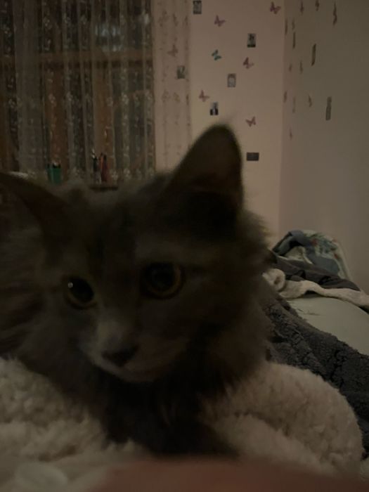 продается кошка