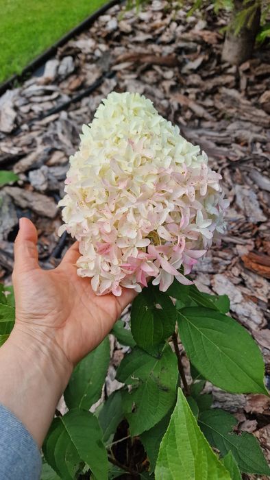 Метельчатые гортензии