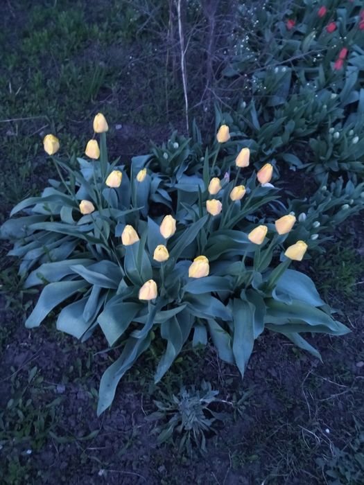 Продам цветы тюльпаны