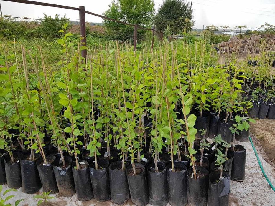 Саженцы любых видов и любой длины - оптом / Barcha turdagi ko'chatlar