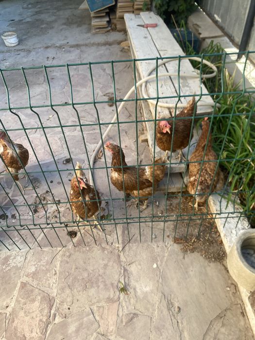 Курицы несушки..