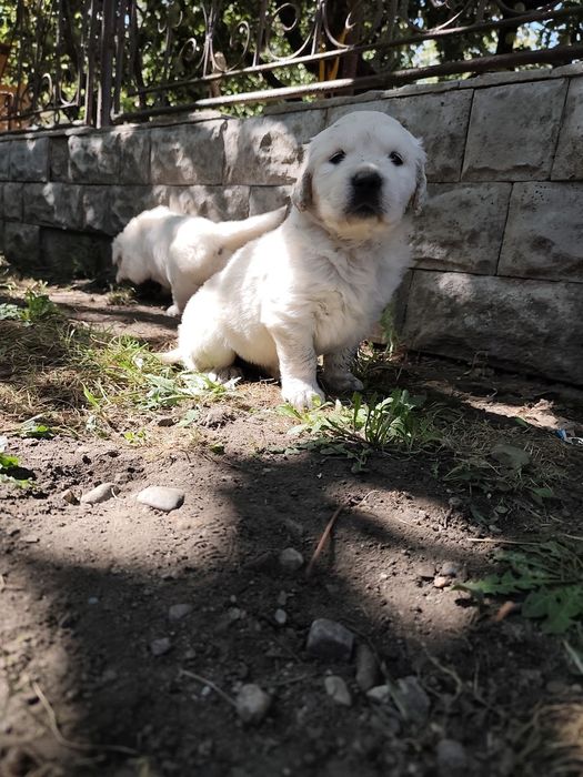 Disponibil pui femelă Golden Retriever