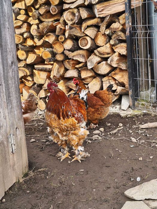 Vând ouă de casă bio pentru consum și incubat