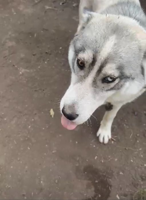 Срочно отдам в связи с переездом