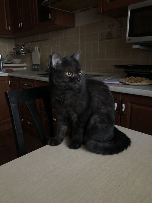 Шотландская кошка в добрые руки