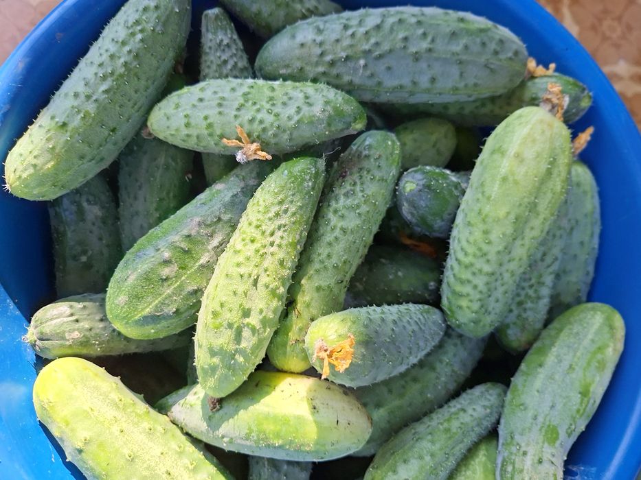 Огурцы дачные засолочные сорта