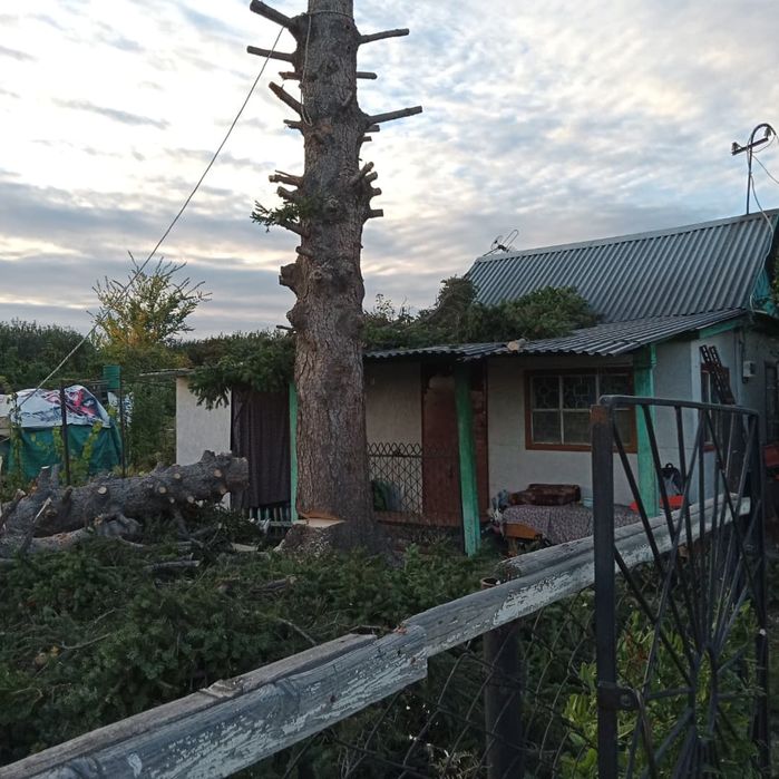 Спил опасных деревьев