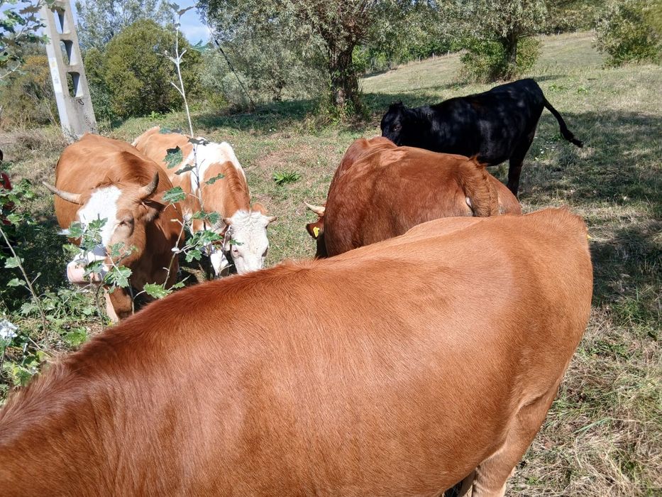 Vănd patru juninci și un taur,diferite rase, crescuți bio.