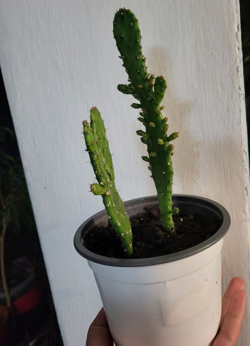 Cactusi Opuntia (limbă de soacră)