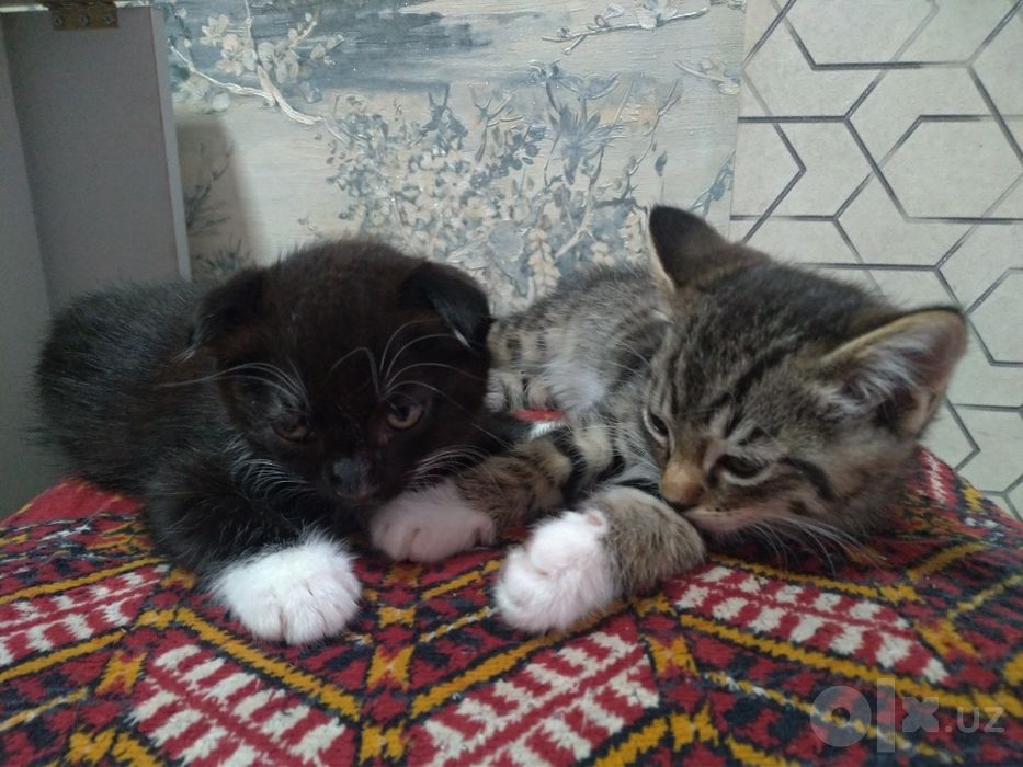 Котятки продаются