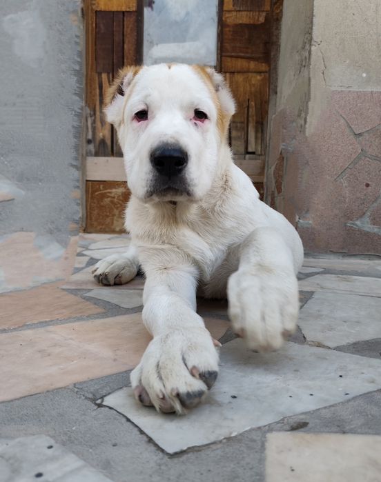 Щенки порода Алабай (возраст 2.5)