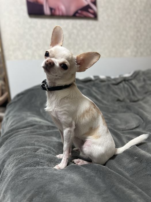 Кабель чихуахуа миник на вязку