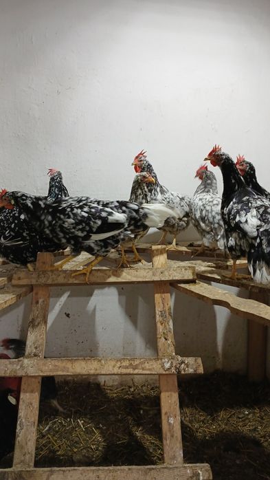 Oua incubat italiene