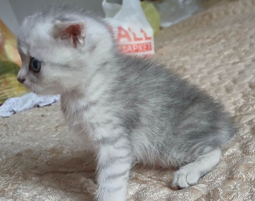 Котята вислоухие, британские