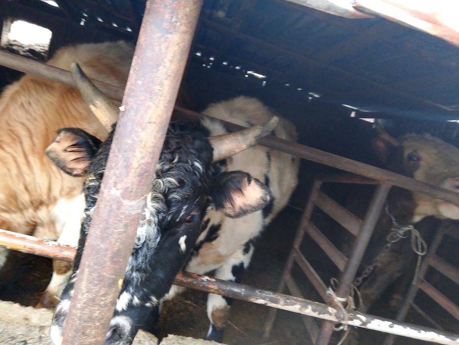 Продам откормленных Бычков