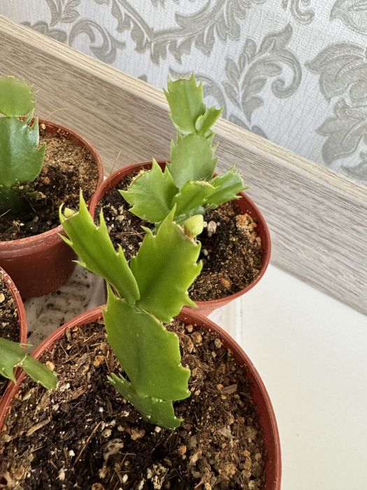 Шлюмбергера декабрист