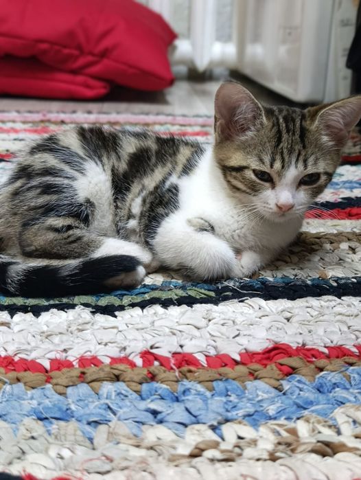 Продается кошечка