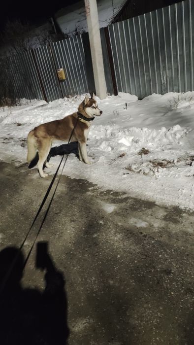 Ищем девочку для вязки