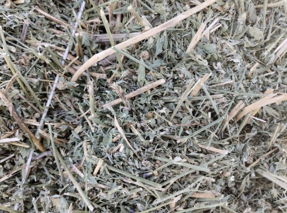 продам сено клевер