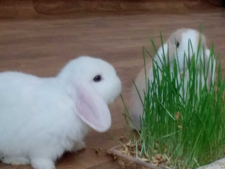 умные кролики для квартиры,порода баран