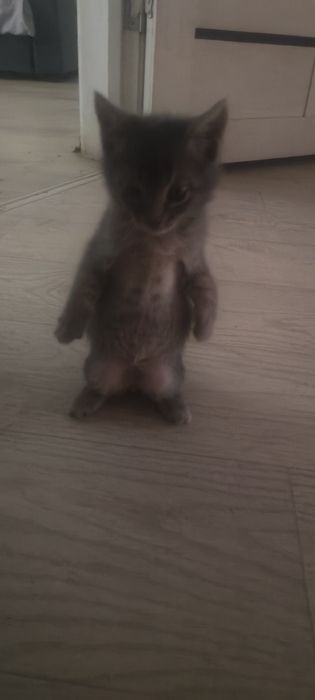 Отдам Серого котенка в Добрые Руки