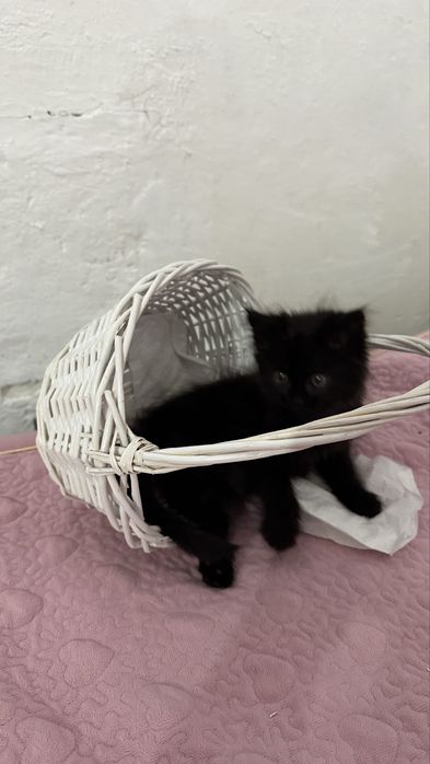 Котенок 2 месяца  отдам даром !