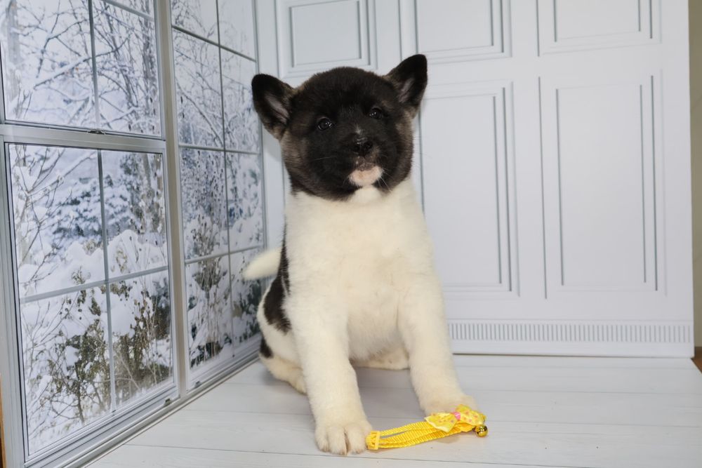 Американская акита