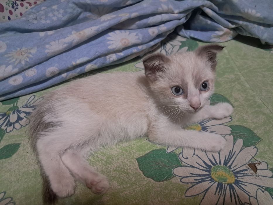 Отдам котёнка мальчика в добрые руки