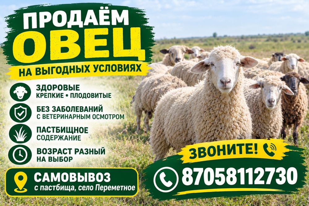 Продаем овец звоните