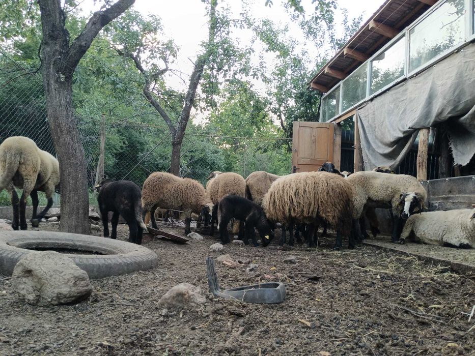 Oi carabase cu miele si berbeac