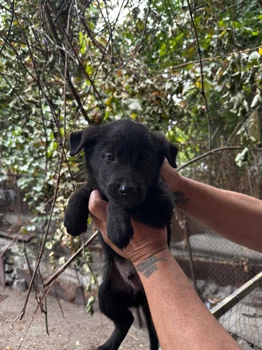 Продам щенков, метисы