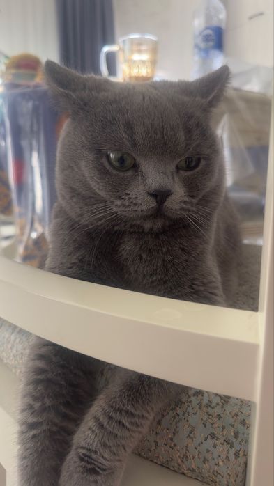 Scottish.  Fold 2