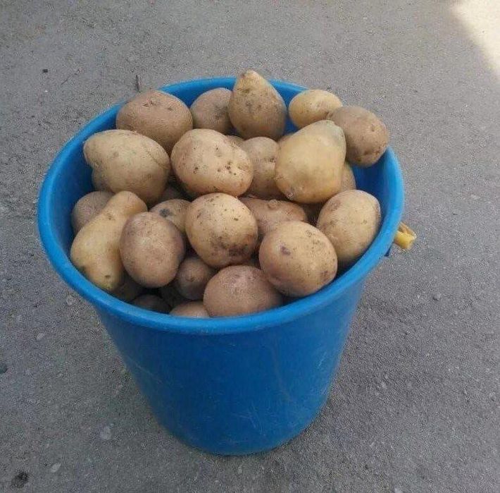 Продам картошку в розницу