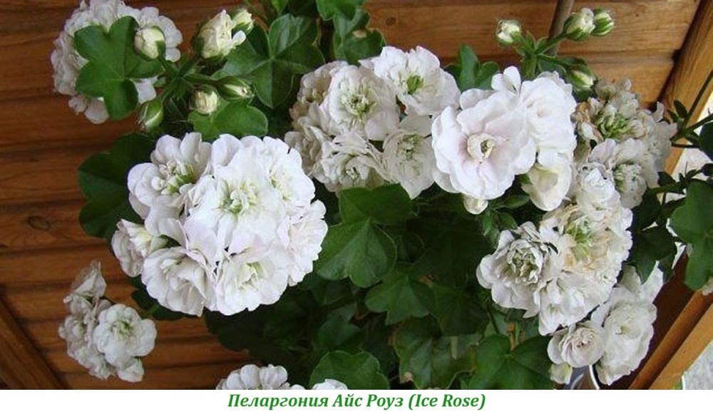 Продам укорененные пеларгонии