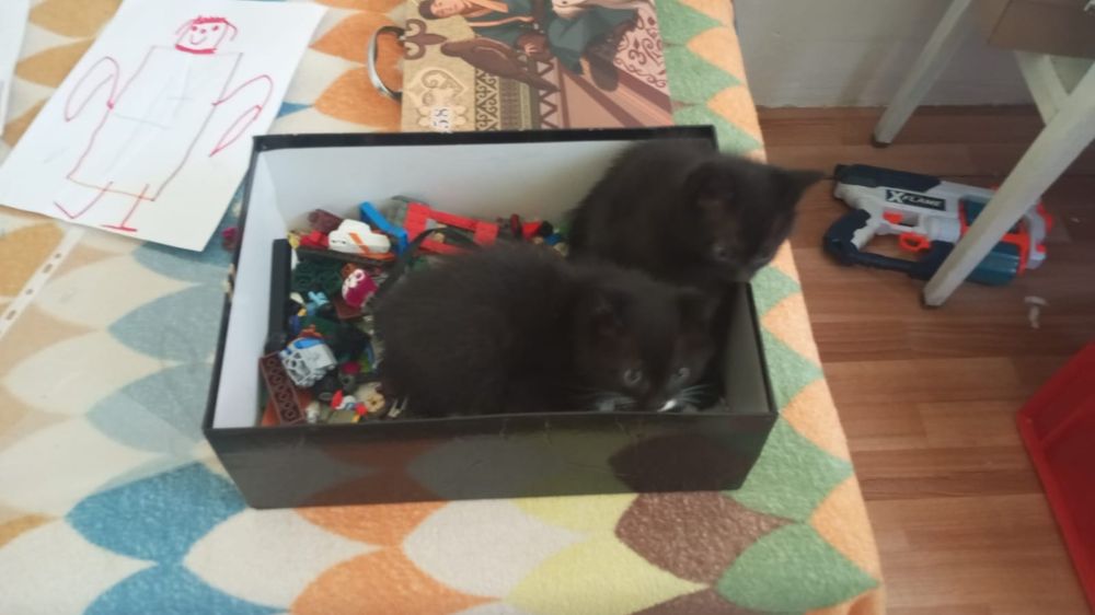 Отдам котят в добрые ручки