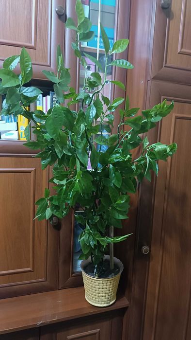 Чайное дерево (педилантус)