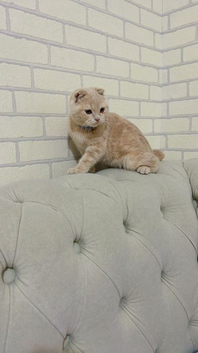 Mushukcha sotiladi 3 oylik skotish fold