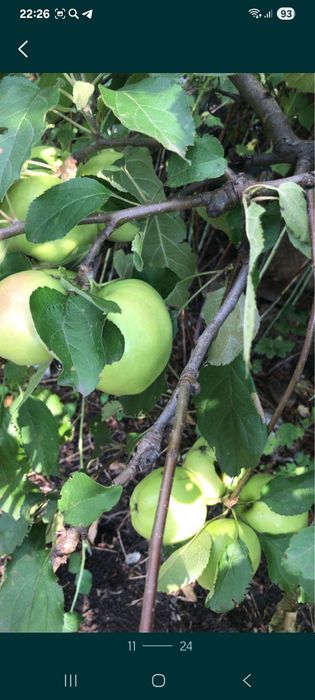 Продам дачу в хорошем районе