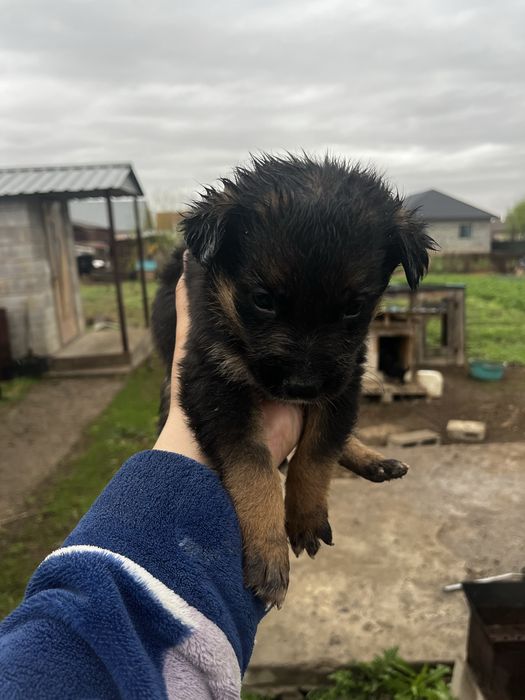 Парода немецких афчарки