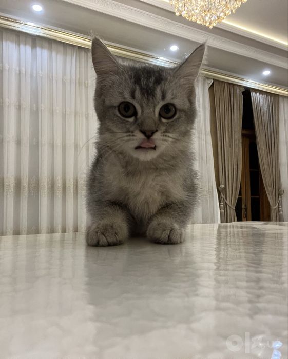 Милая серенькая кошечка