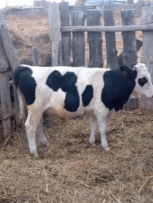 Продам Бычок и телят на доращивания