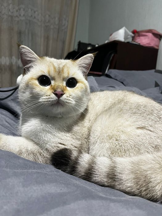 Вязка шиншила кот