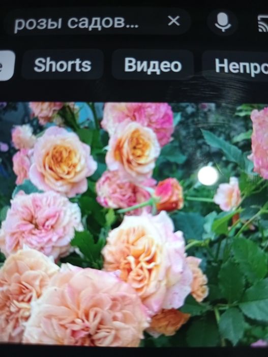 Розы саженцы кусты