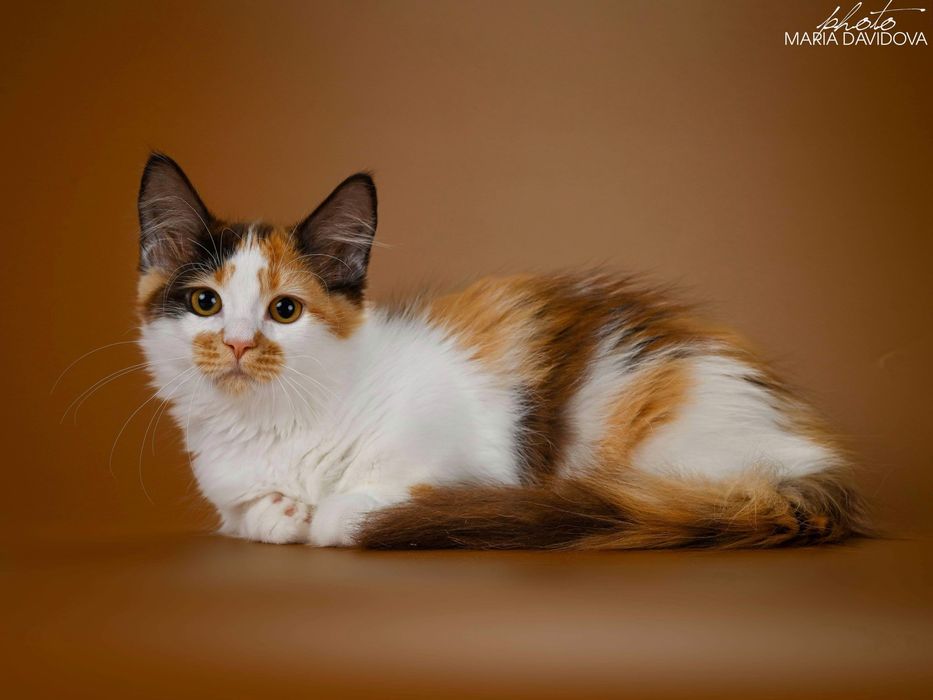 Pisica Munchkin cu pedigree, femela.