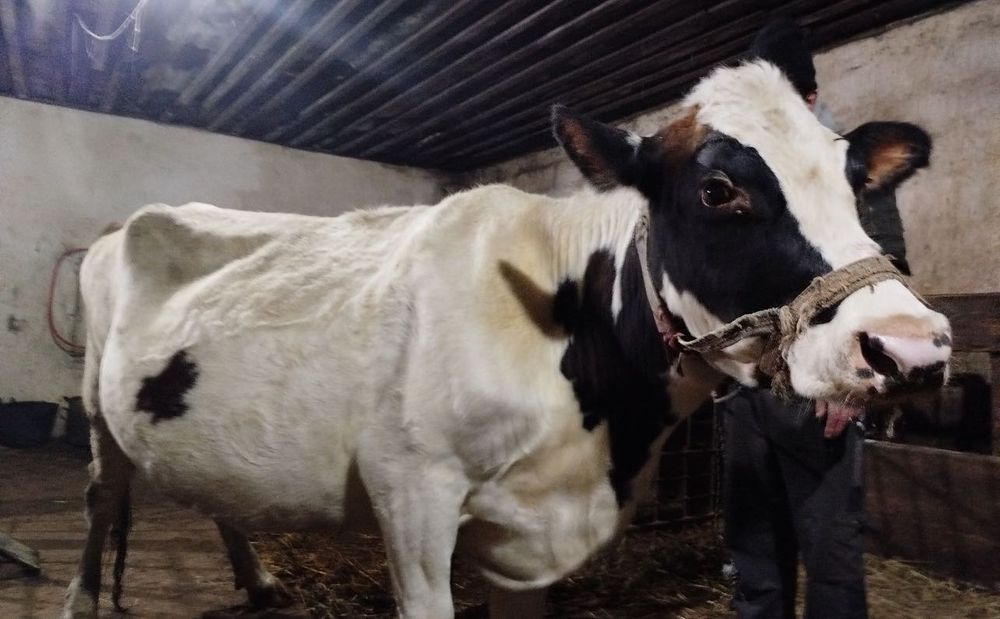 Продам молочную корову здоровую