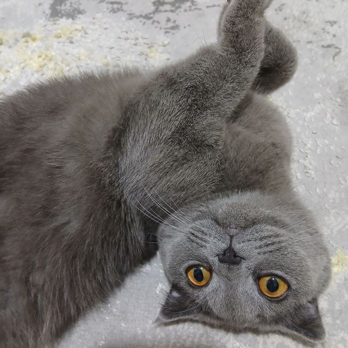 Skotish Fold zotdor mushugi