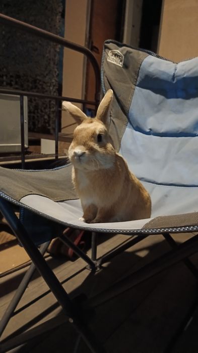 Потерялся кролик